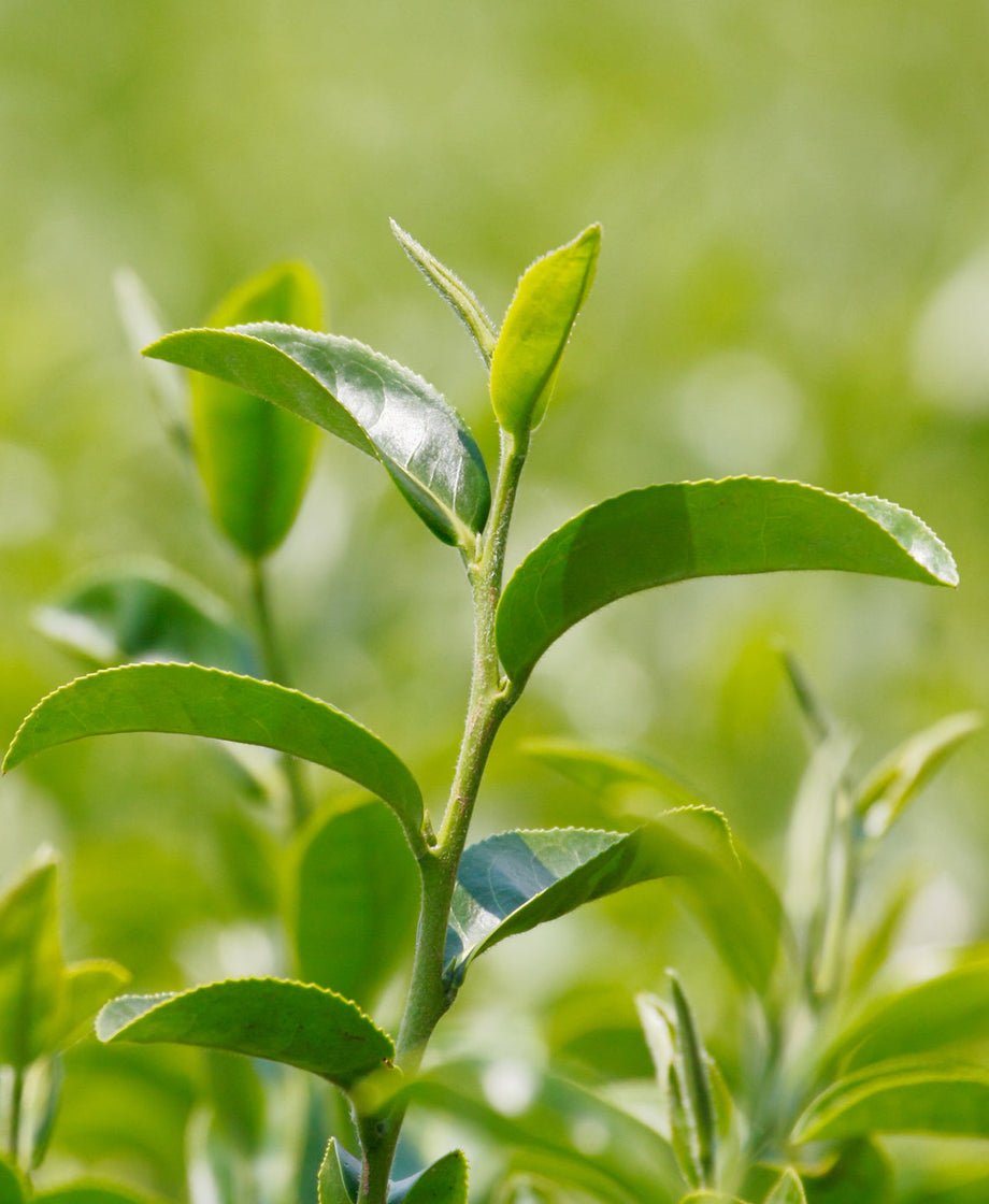 HerbalLibrary_Hero_GreenTea_1400x1400_3a5d9799-7dae-4c2b-a06d-013064d1b42a_920x1120_crop_center Darjeeling Fannings(100Gm) - Image 3